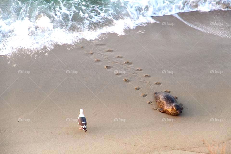 beach party