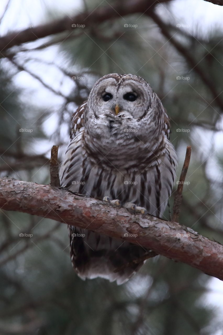 barred owl
