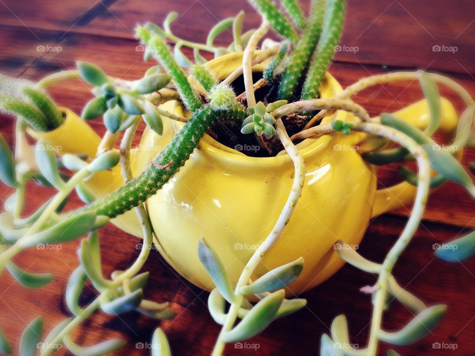 Succulents and cacti in a teapot