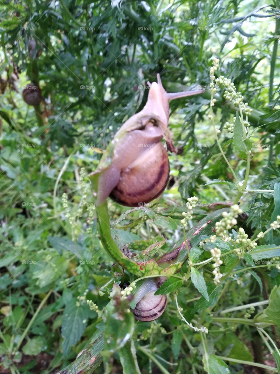 Snail