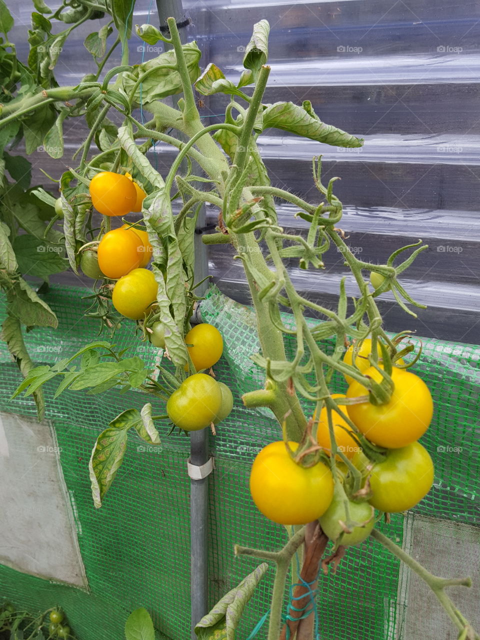 yellow tomatoes