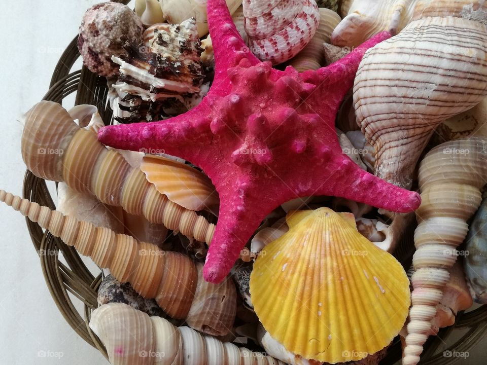 Colorful seashells