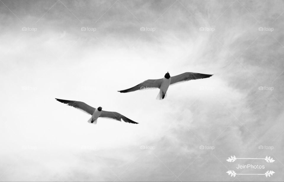 Black and white birds photography seagulls