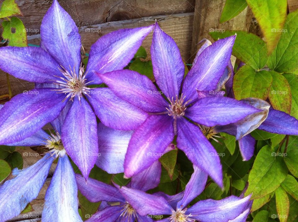 Clematis 