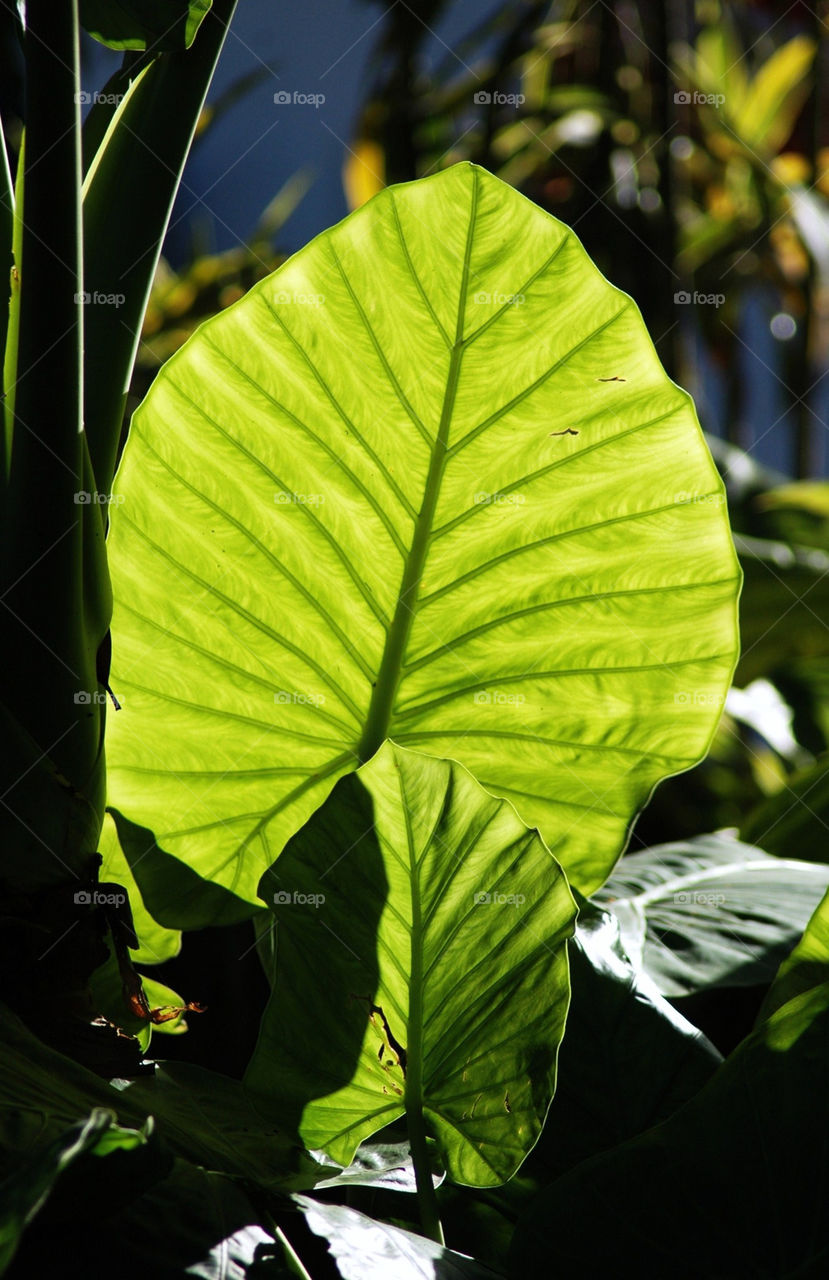 Sunlit Leaf