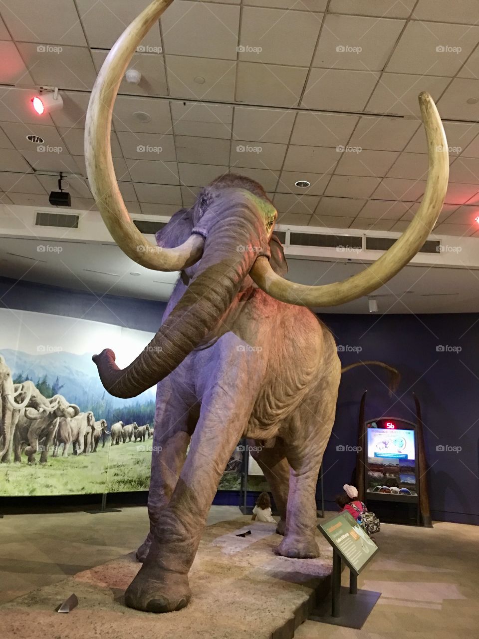 Mammoth exhibit 