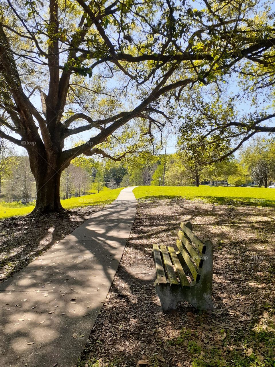 A park bench in the shade of a tree and looking out over a lake is a peaceful place to sit and enjoy nature.