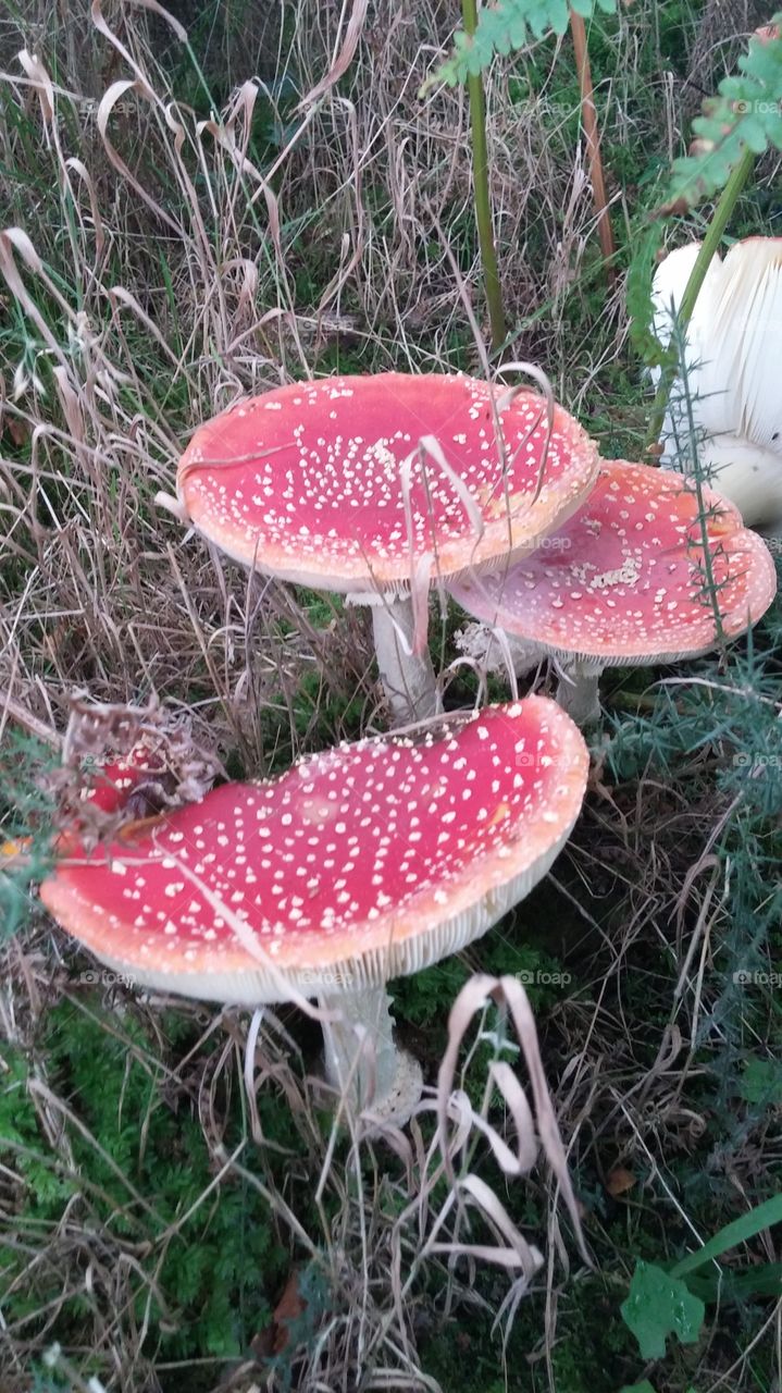 #Colourful #Toadstools