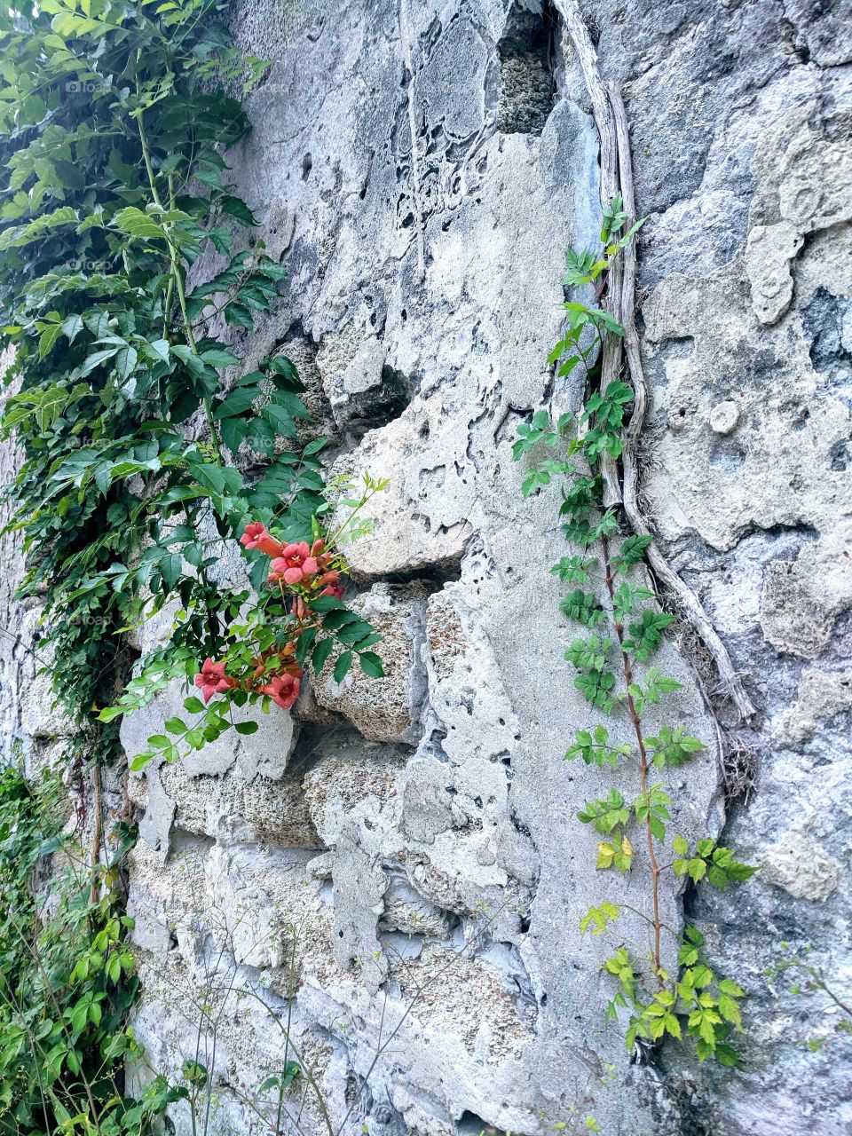 Coquina wall with flowers