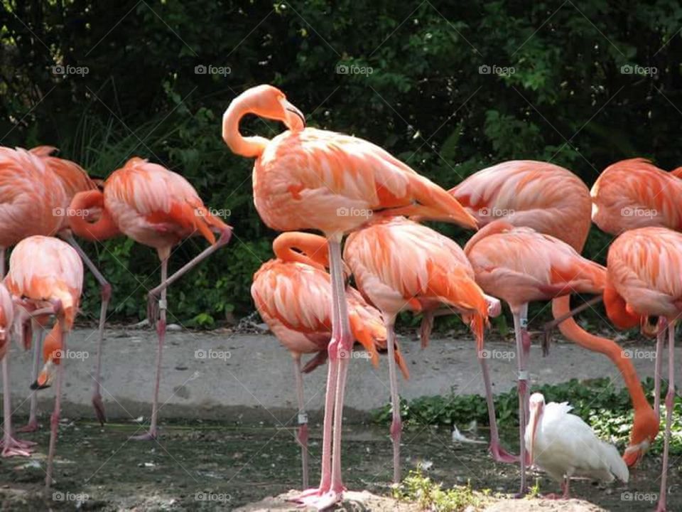 Flamingos In Miami