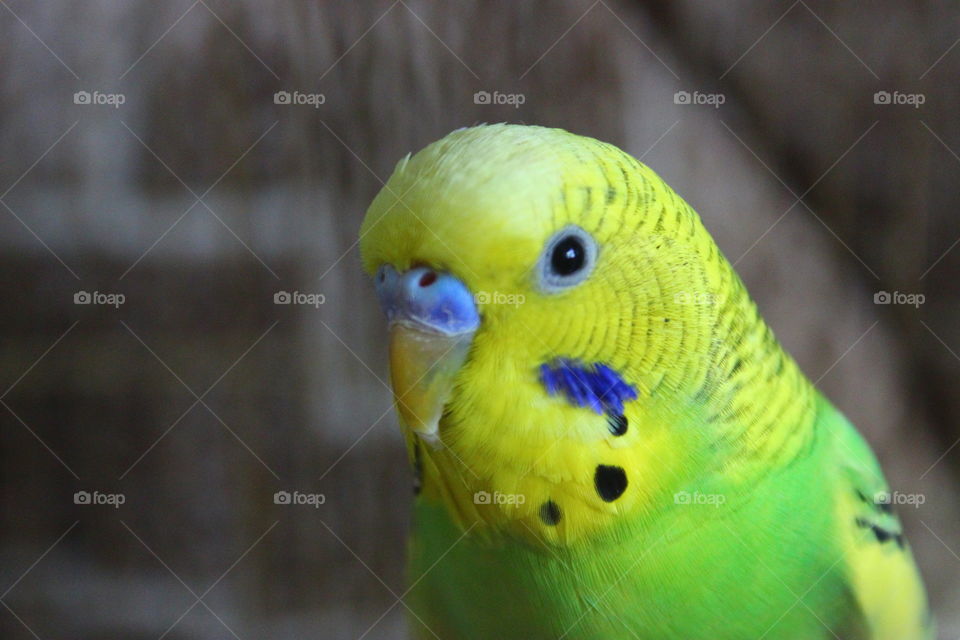 parrot portrait