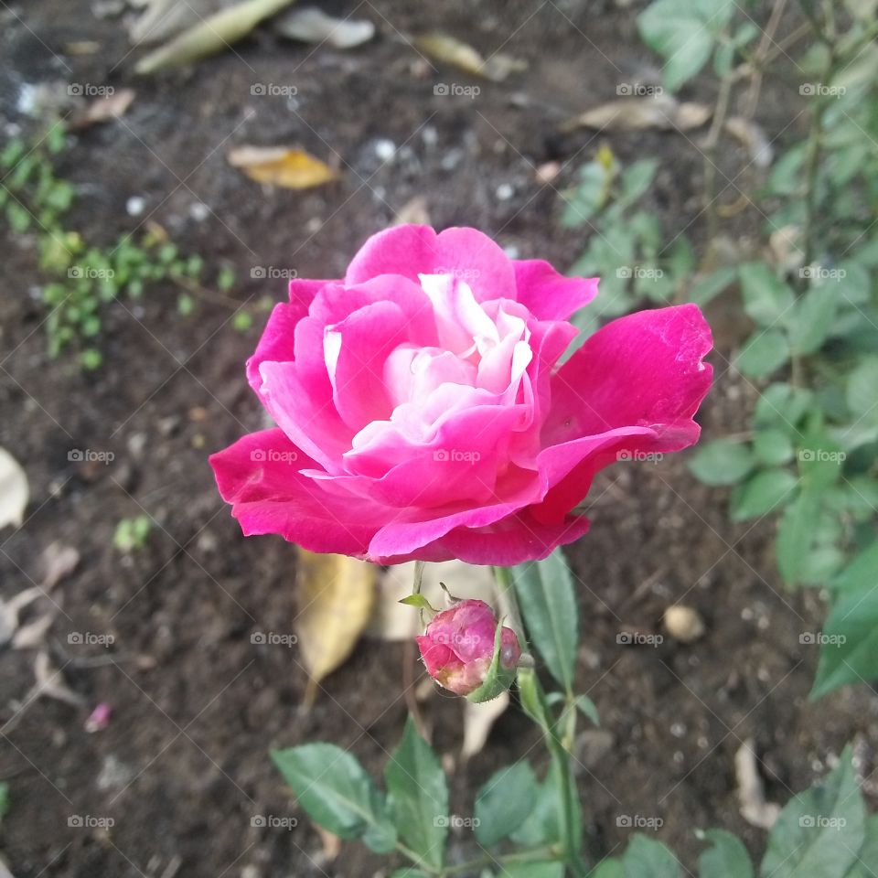 Awesome flower in my garden