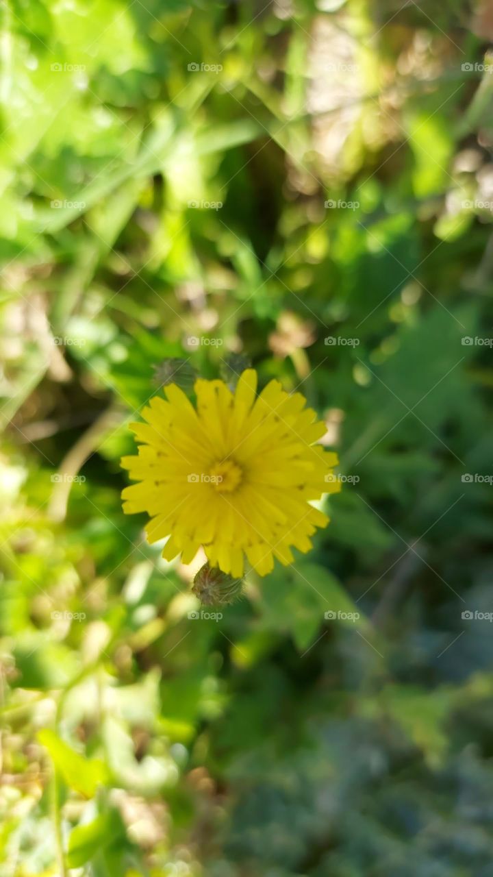 crete wildflower