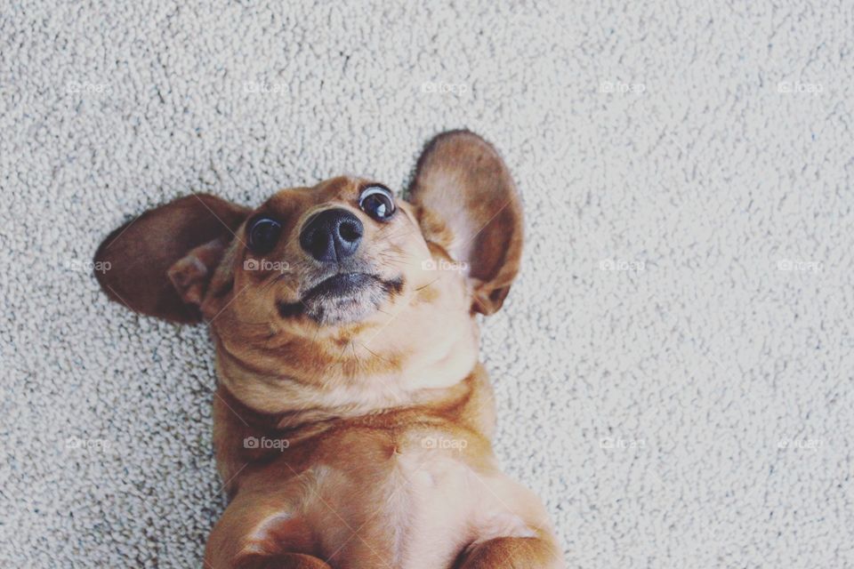 A wide-eyed dachshund flops on a rug