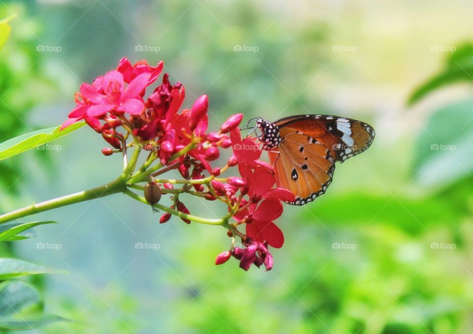 colorful nature...colorful butterfly