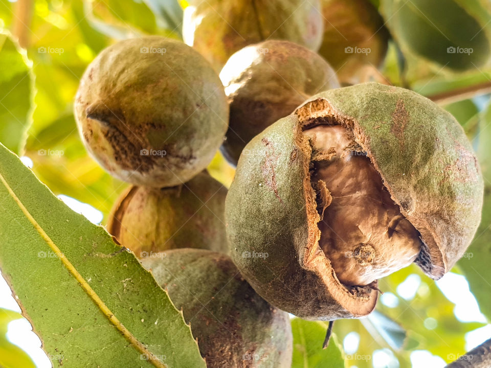 macadamia nuts on the tree