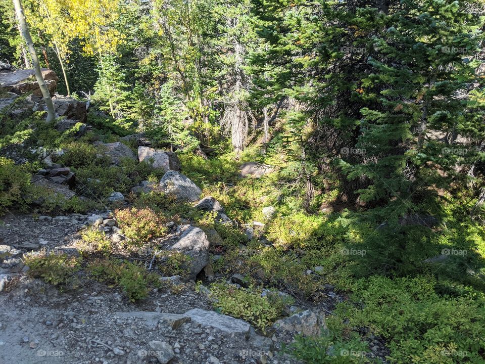 Rocky mountain national park. Hiking through trees