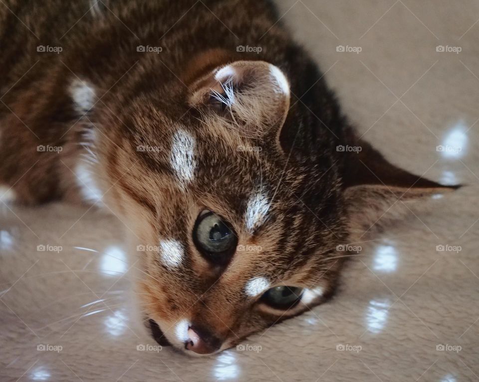 Light dots on my cat