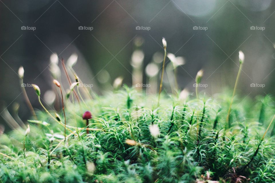 A fairy garden hiding in plain sight, the magical realm of the unseen in nature. 