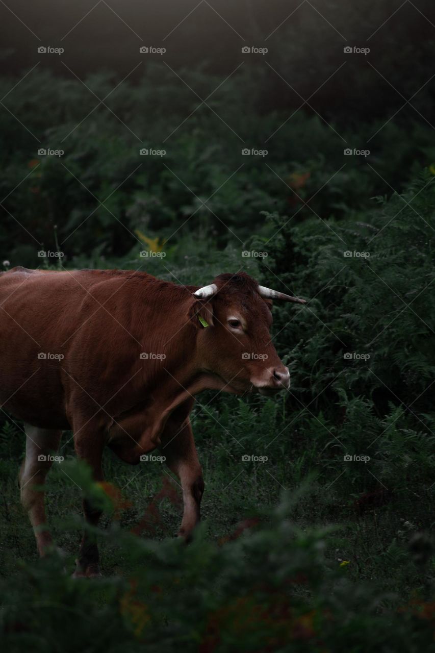 Trikala, Greece, a dark brown cow 🐄