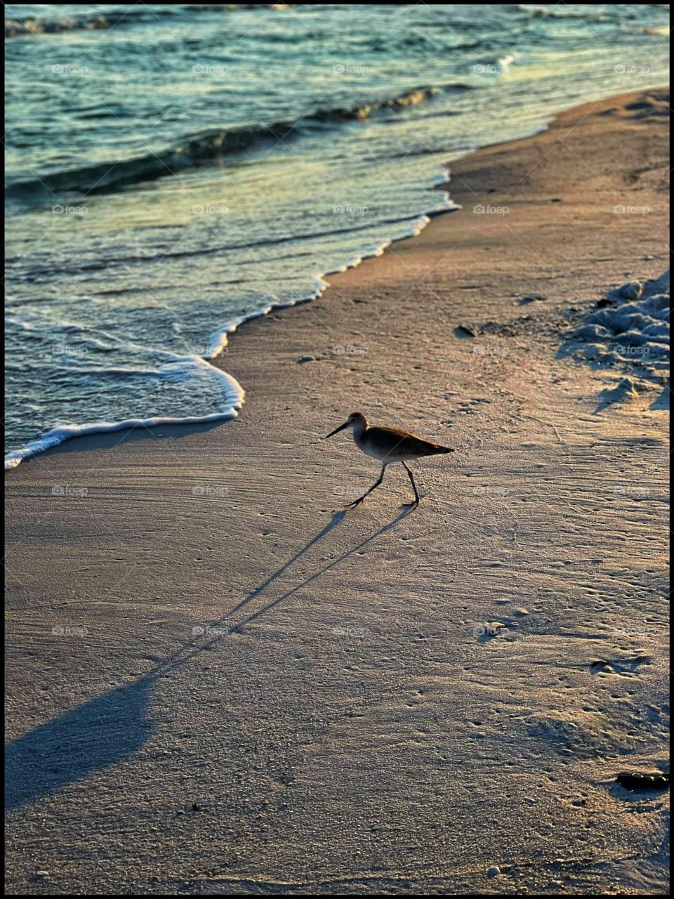 Bird on the beach