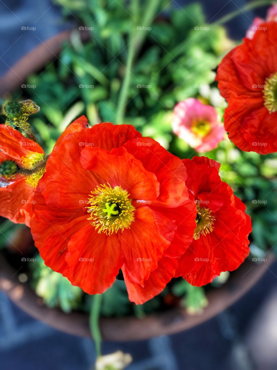 Beautiful Botanicals! Stunning Red and Yellows Detail!