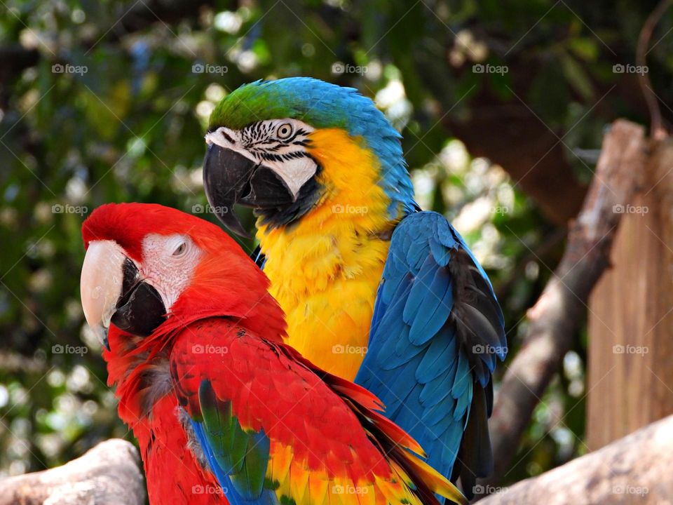 Unusual sus-pets! Colorful Parrot’s  - Male birds display a vivid green color with red and blue accents while the female birds have red and blue-purple feathers. 