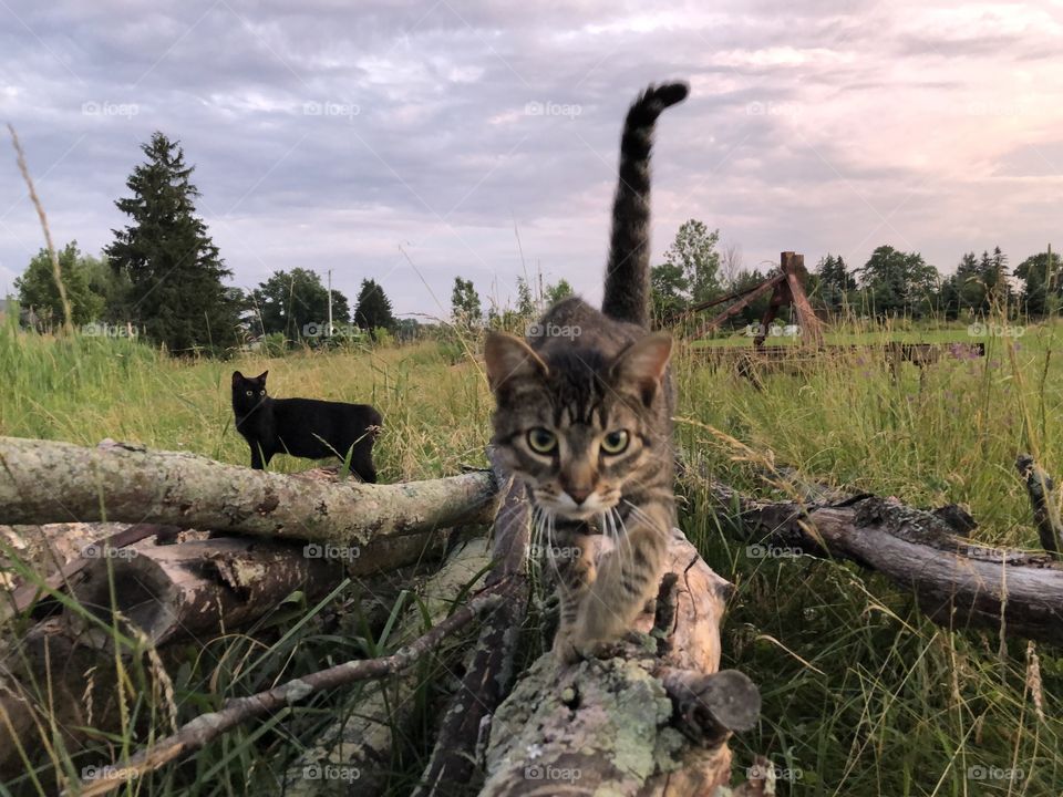 Cat approaches on log 