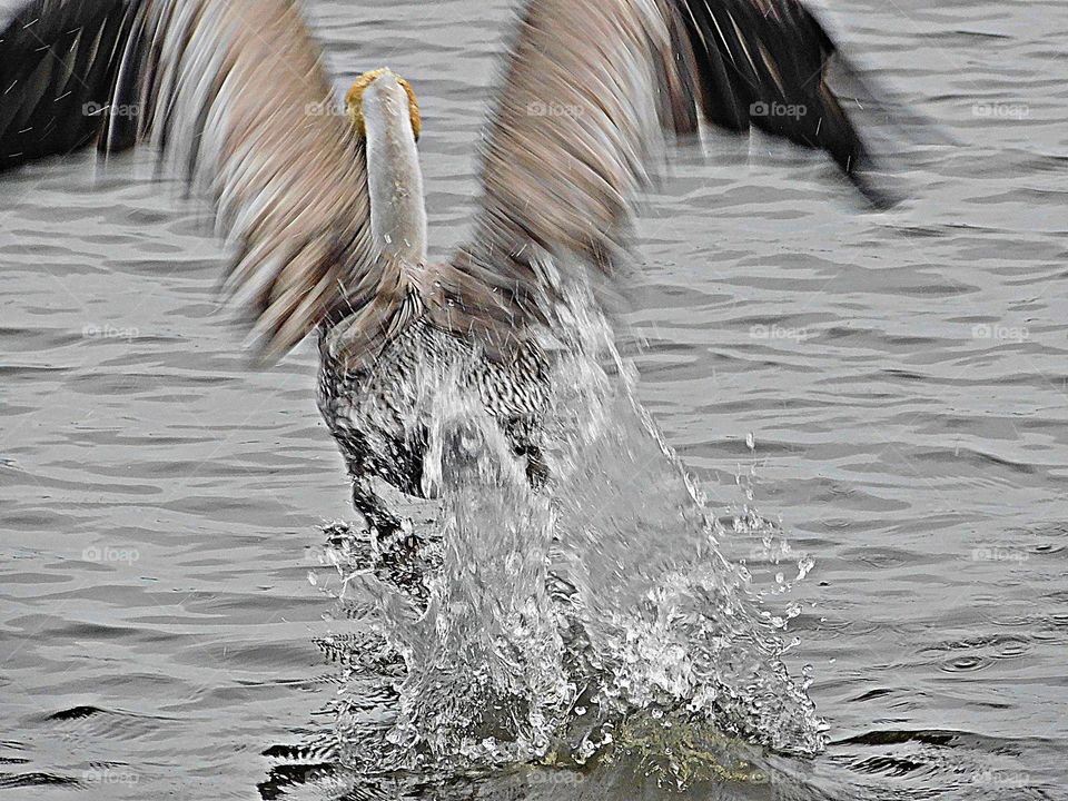 Moments freezed in photos. A Great Blue Heron with wings flapping takes off with his fish from the bays surface. A moment in time that you want to freeze for a lifetime