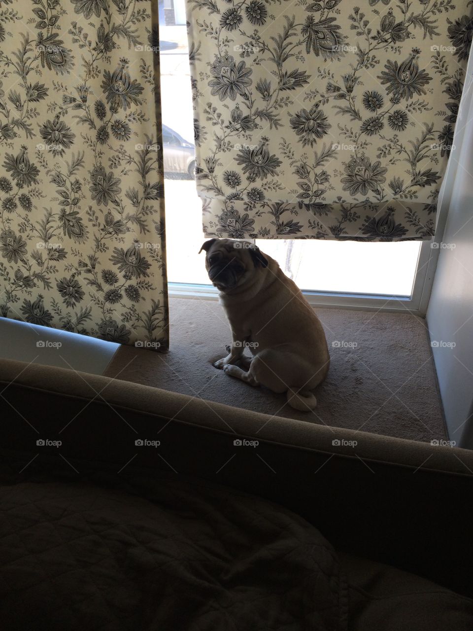Adorable window pug dog! 