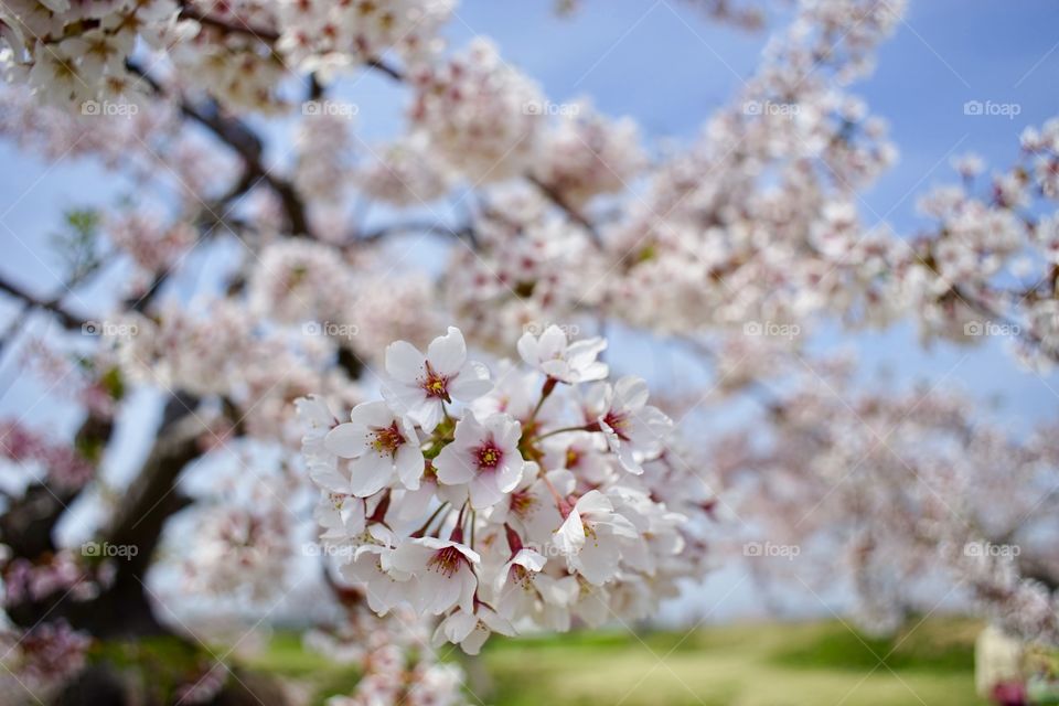  #櫻 🌸漫 #五稜郭 #ごりょうかく #sakura #flowers #flora #Goryokaku #Japan #travel #traveltheworld