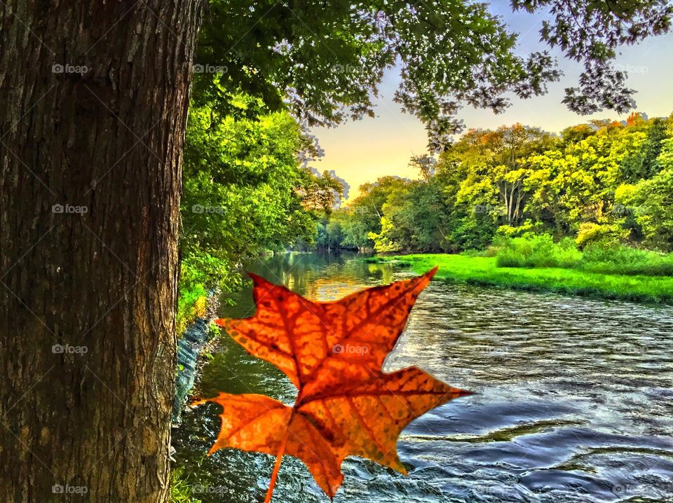 Fall leaf by the river. 