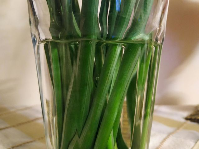Branches of narcissus