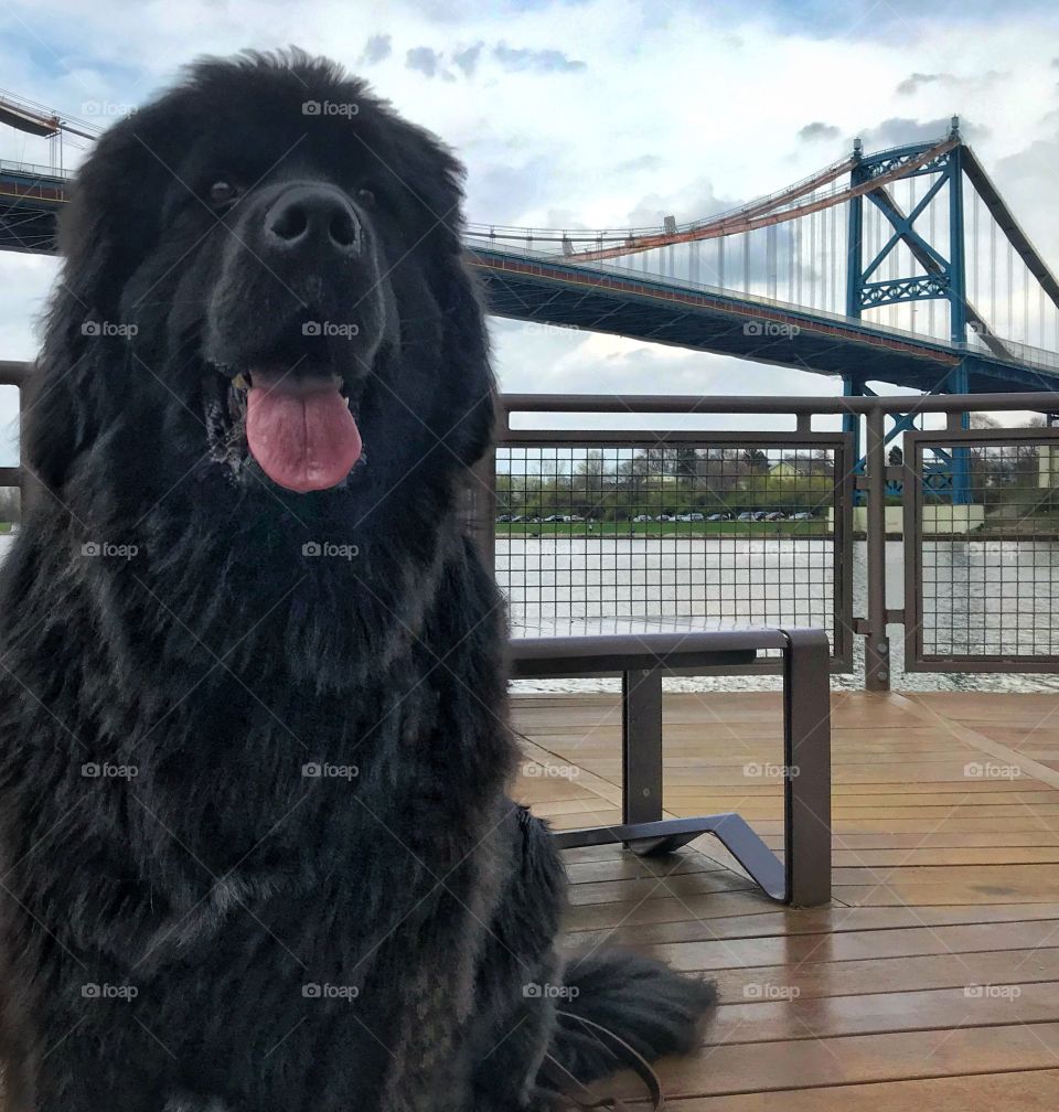 A black Newfoundland posing in front of a bridge on a beautiful spring day in Ohio 