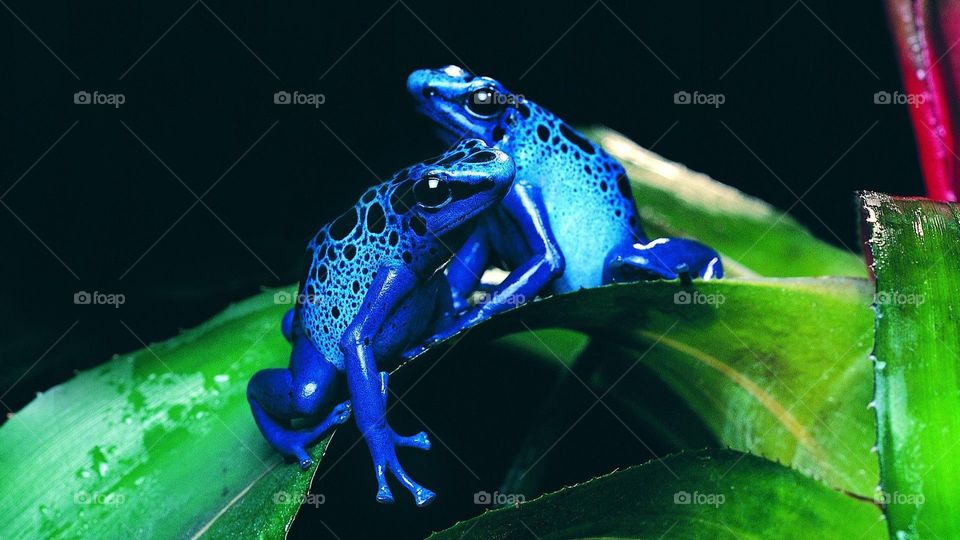 blue frogs