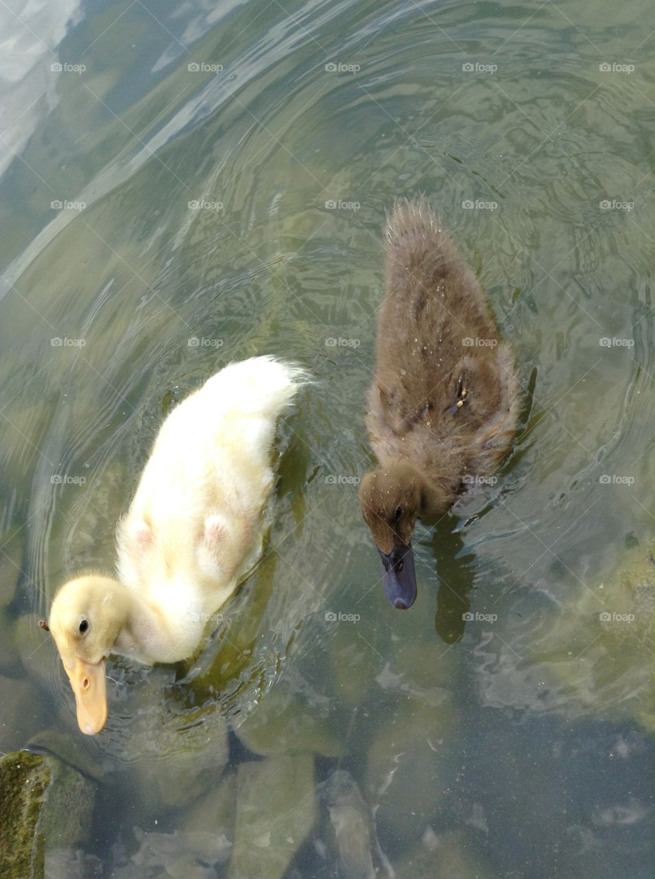 My friend's pet ducks X) 