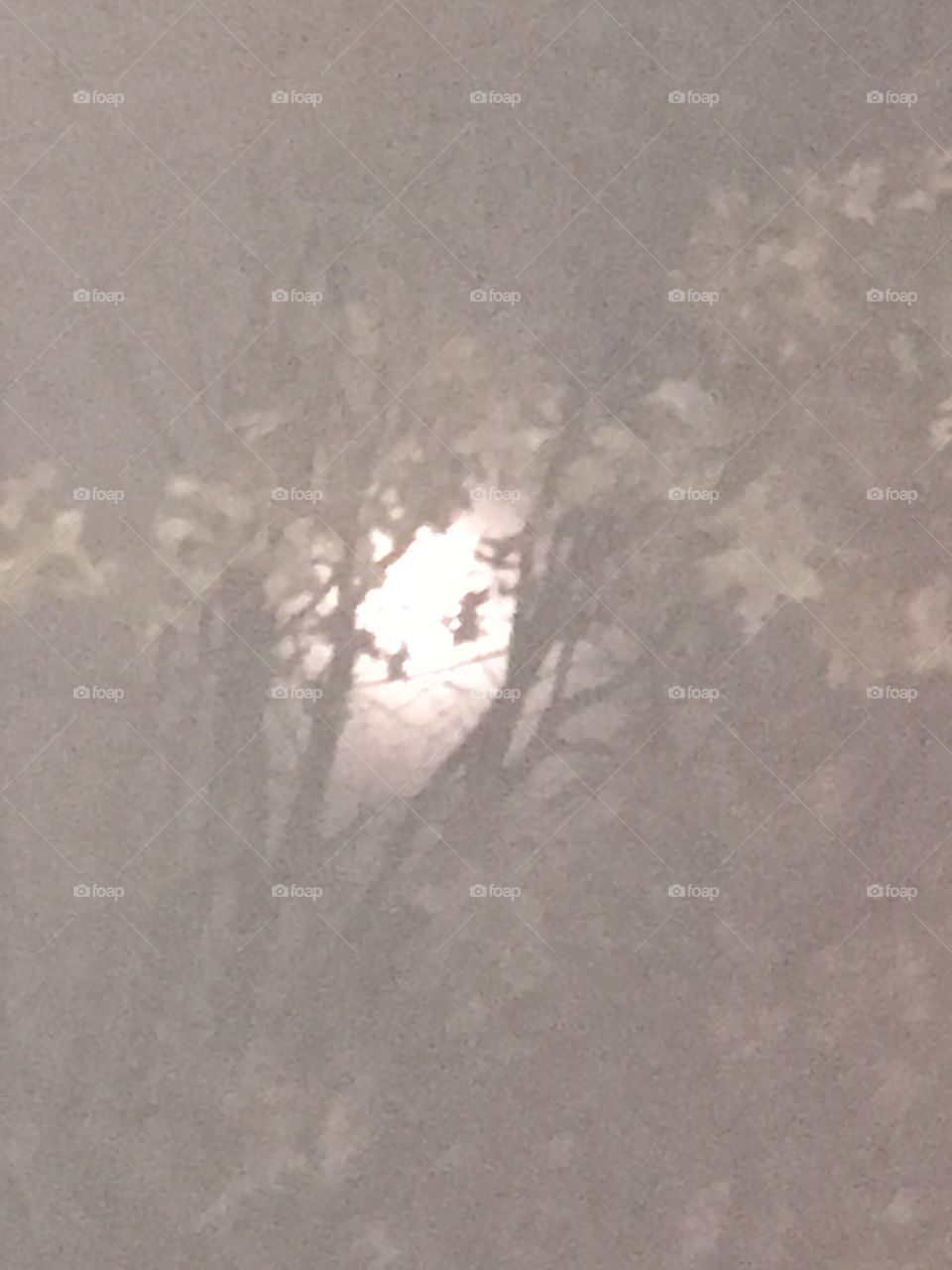 Full moon in trees 