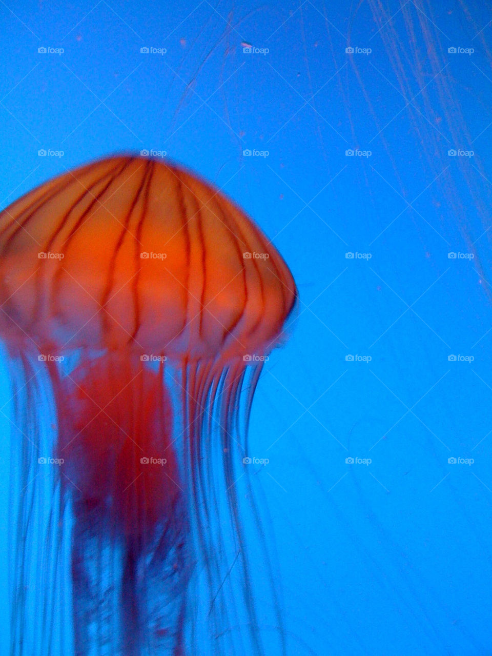 china jellyfish by tplips01