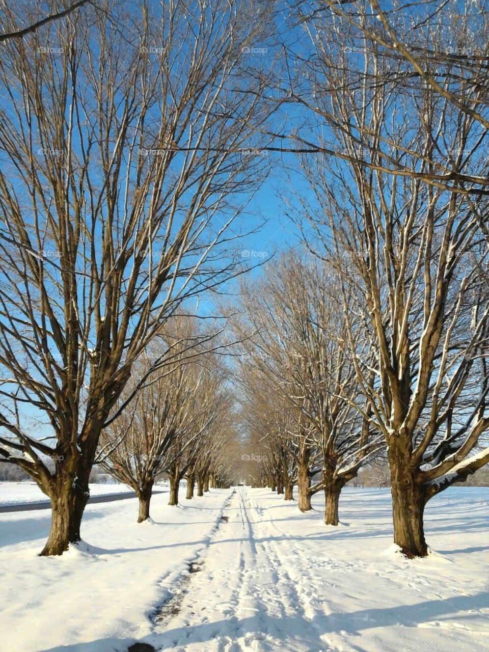 Snow covered tree lined path in wintertime