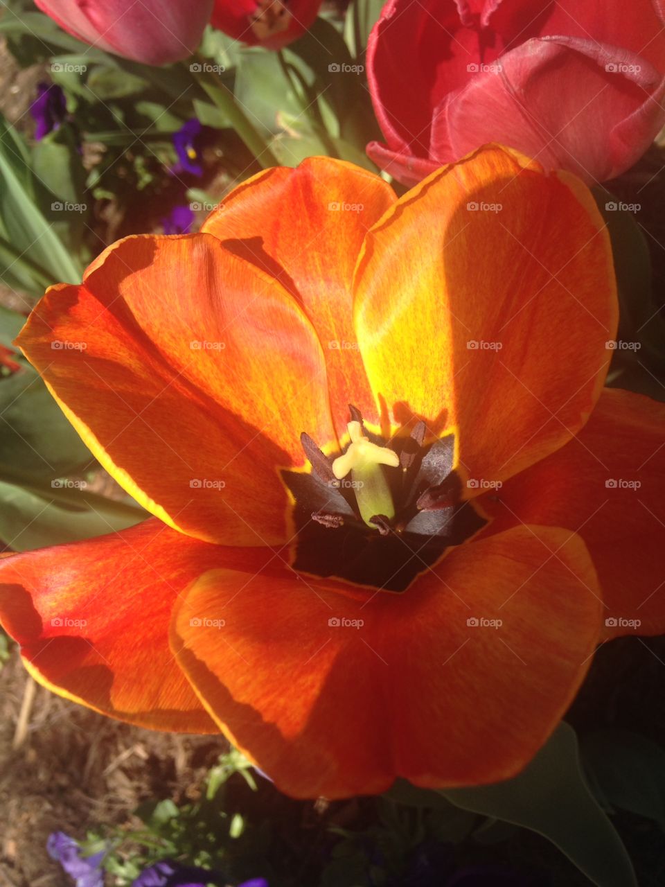 Close up of summer flower