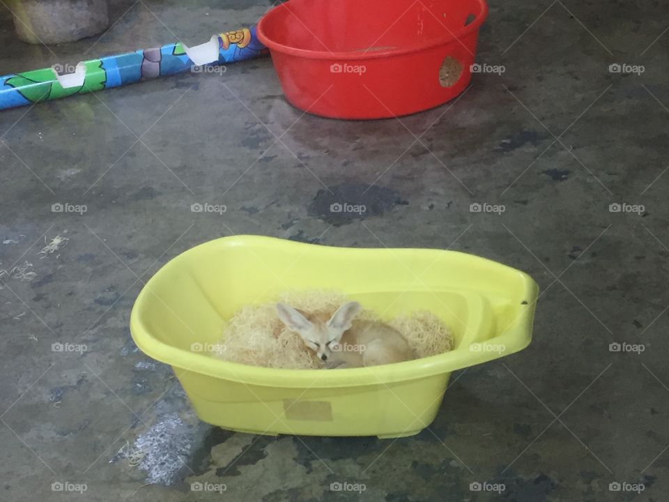 Bucket, Wash, Family, Container, Hygiene