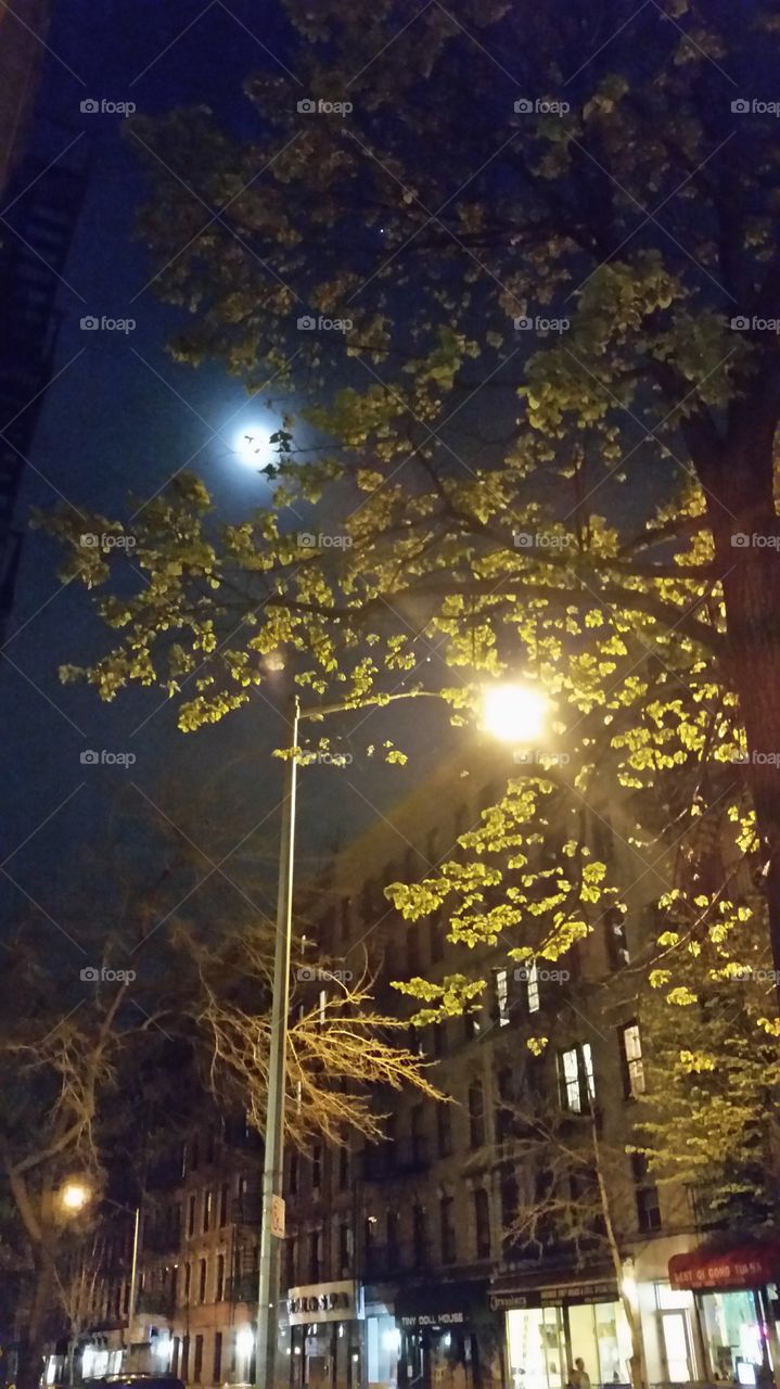Lamppost in the Moon
