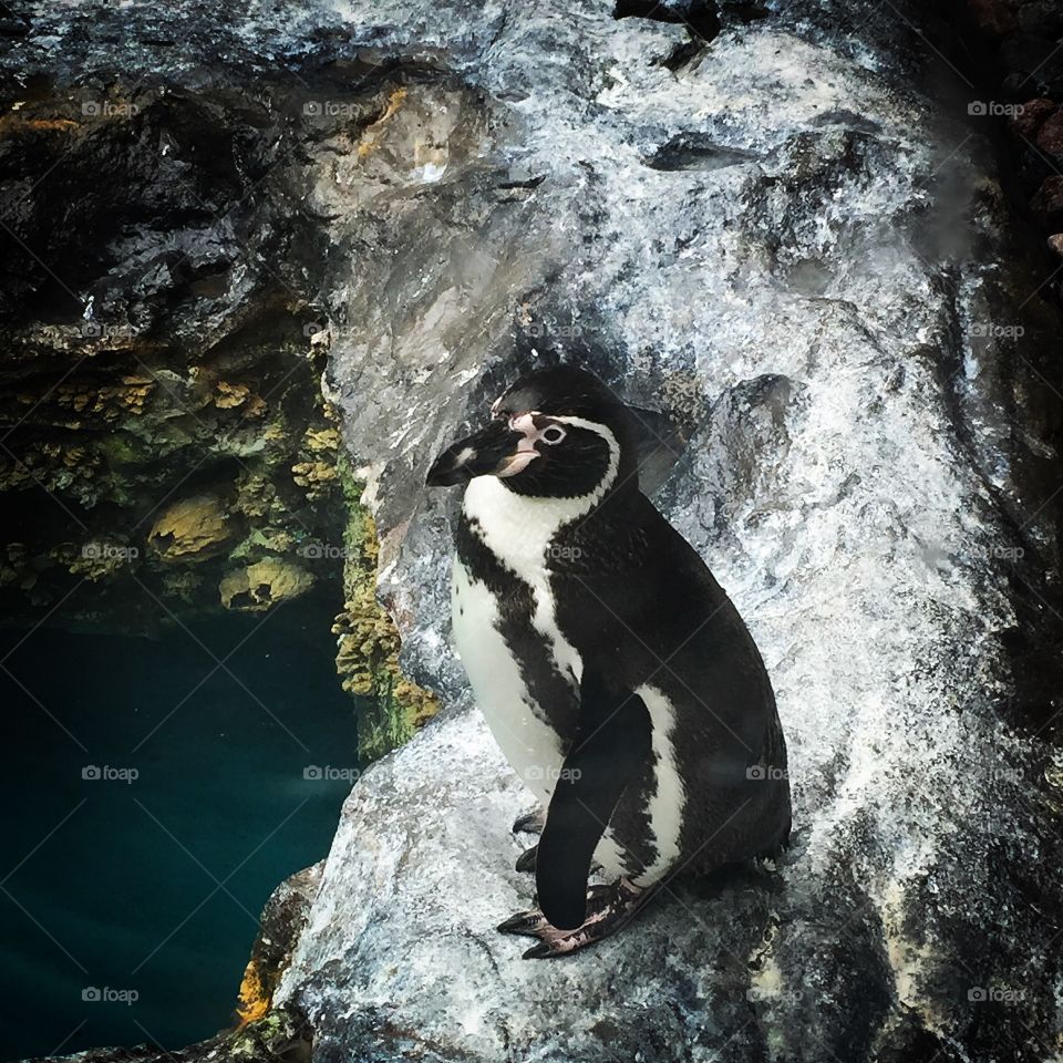 Penguin at the zoo