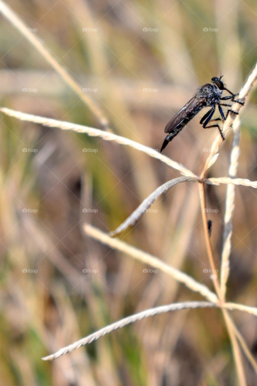 Insect on grass