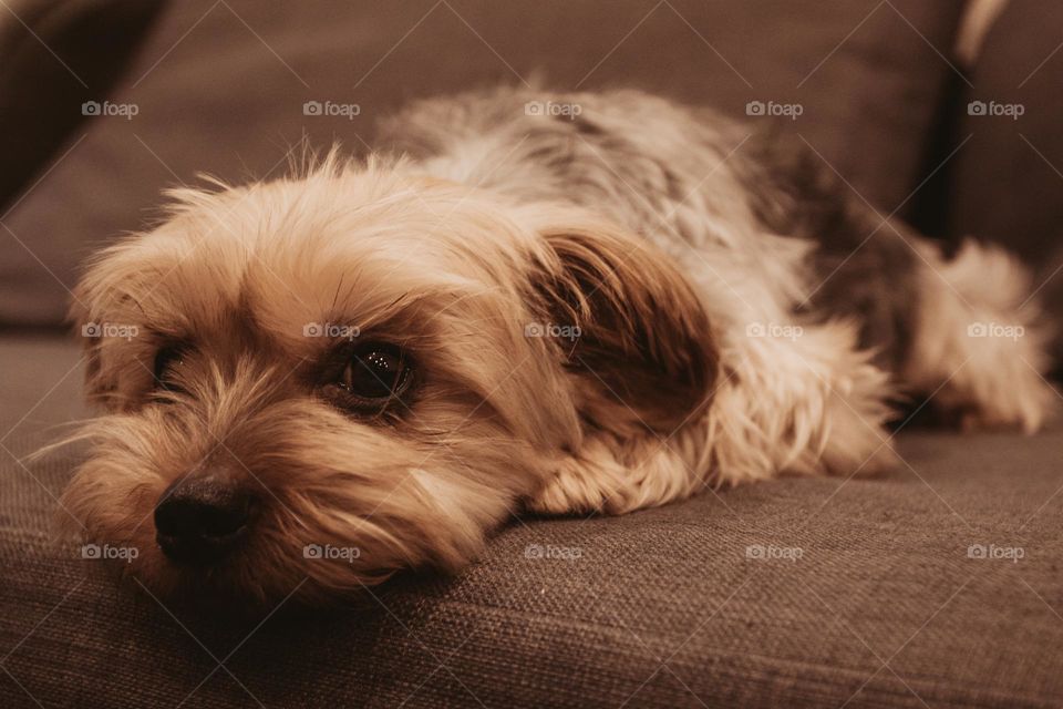 Yorkshire Terrier - Name: Sclipi - he likes photo shooting