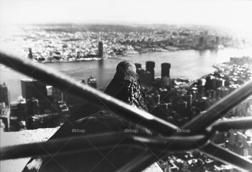 Looking over the beautiful city of New York with my new friend(hint; the pigeon)