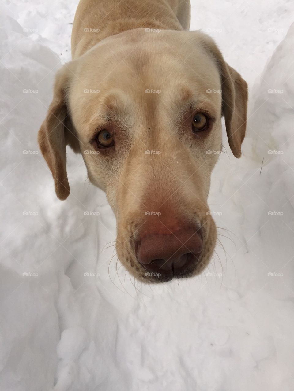 Snow Pup