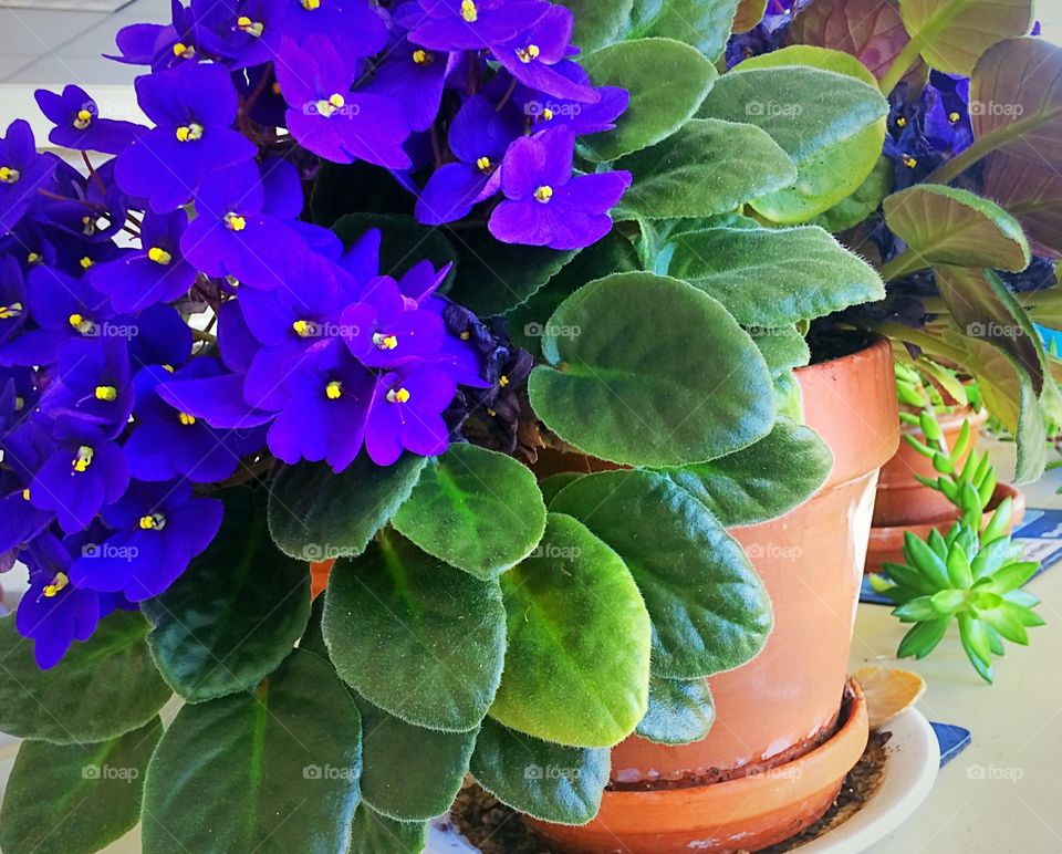 Flower plant in pot