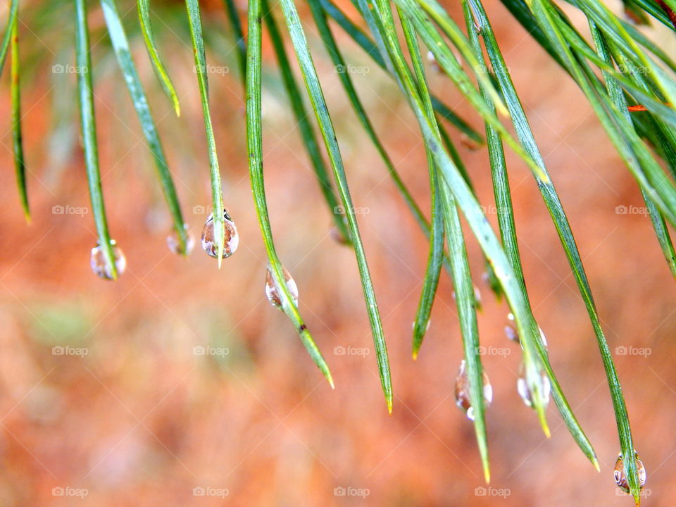 Needles of the spruce in rainy day