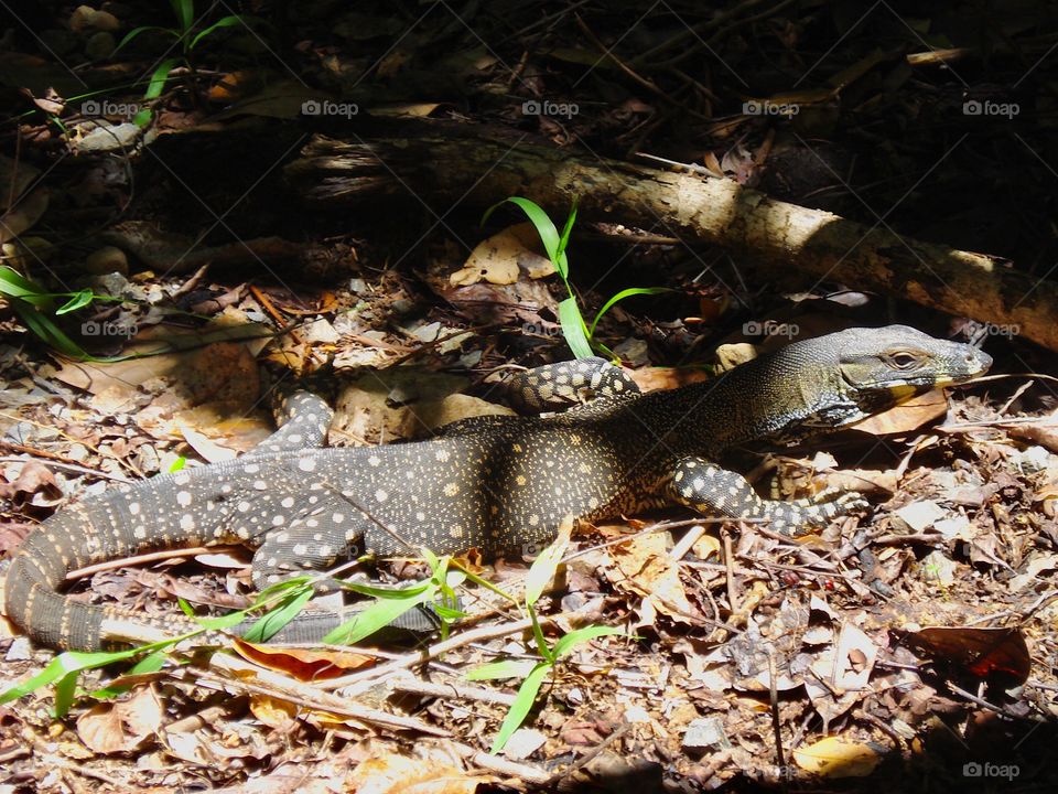 Waran in shade 